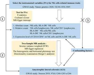 Natural killer cells-related immune traits and amyotrophic lateral sclerosis: A Mendelian randomization study